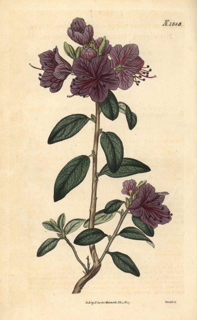 Rhododendron tai atsalee kukkakaupat - Ikivihreä daurian rhododendron, Rhododendron dahuricum sempervirens. Weddellin käsin väritetty kasvitieteellinen kaiverrus John Simsin Curtis