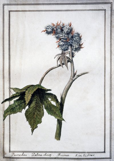 Ricinus communis tekijältä Unbekannter Künstler
