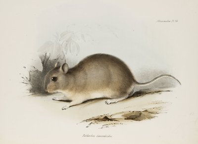 Jyrsijä, n. 1832-1836 tekijältä Unbekannter Künstler
