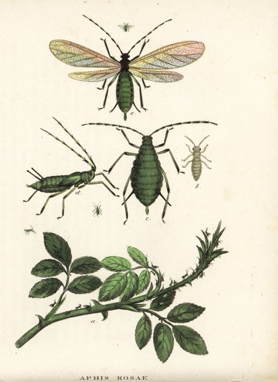 Ruusukirva, Aphis rosae, ruusupensaassa. Käsinväritetty litografia Georg Friedrich Treitschken luonnonhistoriallisesta galleriasta, Naturhistorischer Bildersaal des Thierreiches, Liepzig-1842. tekijältä Unbekannter Künstler