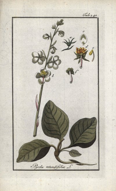 Pyrola rotundifolia (Pyrola rotundifolia). Litografia Johannes Zornin (1739-1799) teoksesta "Afbeelding der Artseny-Gewassen", Alankomaat. tekijältä Unbekannter Künstler