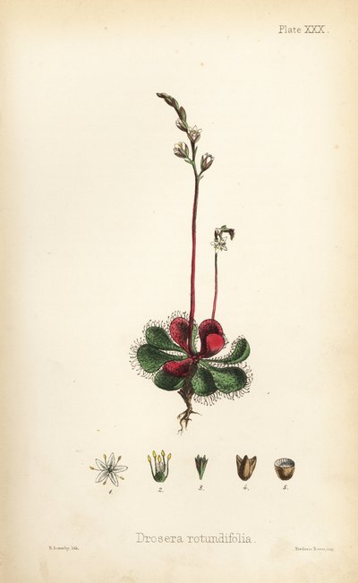 Pyöreälehtinen päivänkakkara, Drosera rotundifolia. Henry Sowerbyn tekemä käsin väritetty litografia Edward Hamiltonin teoksesta Flora Homeopathica, Bailliere, Lontoo. tekijältä Unbekannter Künstler