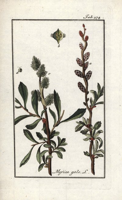 Kuninkaallinen pippuri tai suomyyrtti (Myrica gale). Litografia Johannes Zornin (1739-1799) teoksesta "Afbeelding der Artseny-Gewassen", Alankomaat. tekijältä Unbekannter Künstler