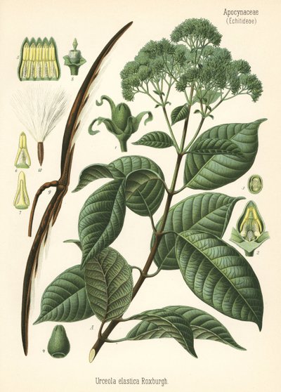 Kumipuu, Urceola elastica. Kromolitografia kasvitieteellisen kuvituksen mukaan Hermann Adolph Koehlerin teoksesta Medicinal Plants, toimittanut Gustav Pabst, Koehler, Saksa. tekijältä Unbekannter Künstler