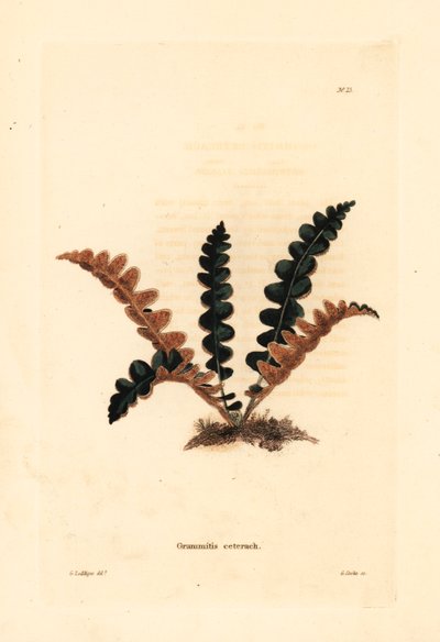 Ruosteinen saniainen, Ceterach officinarum (Grammitis ceterach). George Cooken käsin värjätty kuparikaiverrus George Loddigesin mukaan, Conrad Loddigesin kasvitieteellisestä kabinetista, Hackney. tekijältä Unbekannter Künstler