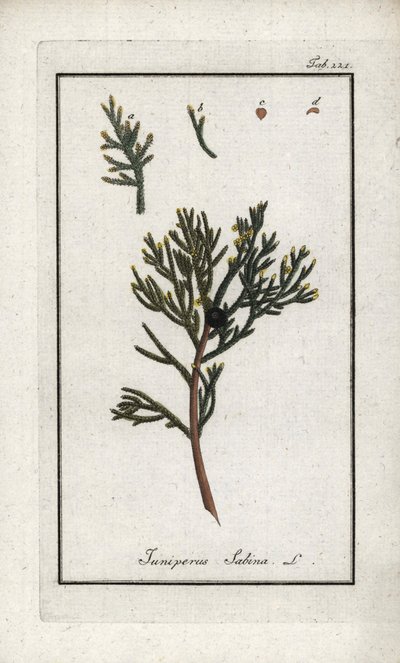 Sabine-kataja (Juniperus sabina). Litografia Johannes Zornin (1739-1799) teoksesta "Afbeelding der Artseny-Gewassen", Alankomaat. tekijältä Unbekannter Künstler