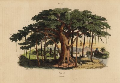 Pyhä viikunapuu tai peepal puu, Ficus religiosa tekijältä Unbekannt