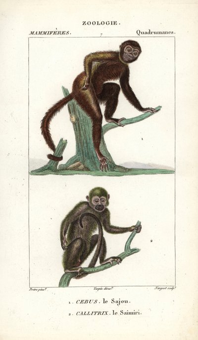 Sajou eli saphogano eli kapusiiniapina ja saimiri eli orava-apina - Eau forte, Jean Gabriel Pretre (1780-1845), kaiverrettu Carnonkelin toimesta, Frederic Cuvierin luonnontieteiden sanakirjaa varten: nisäkkäät, toimittanut Pierre Jean Francois Turpin (1775 tekijältä Unbekannter Künstler