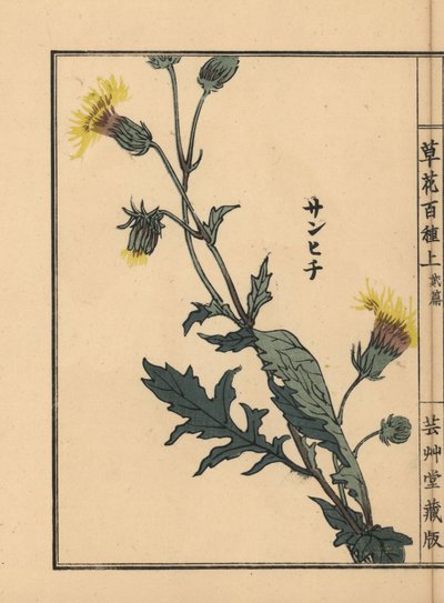 Sanhichisou eli japanilainen purppurapassio, Gynura japonica. Kono Bairein käsin värjätty puupiirros teoksesta Kusa Bana Hyakushu (Sata kukkalajiketta), Tokio, Yamada. tekijältä Unbekannter Künstler