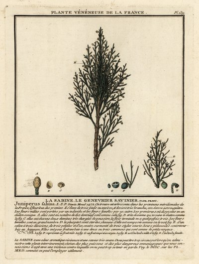 Savin kataja tai savin, Juniperus sabina. tekijältä Unbekannter Künstler