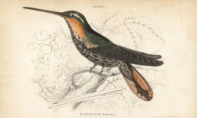 Ramphodon naevius (Spotted saw-billed hummingbird). William Lizarsin käsin väritetty teräskaiverrus Sir William Jardinen Naturalist
