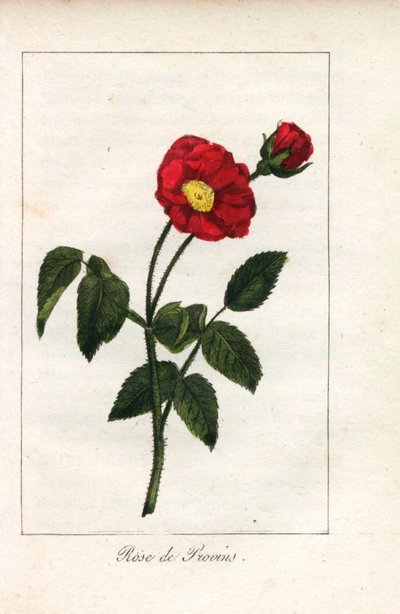 Scarlet Provencen vaaleanpunainen, Provinsin ruusu, Rosa gallica. Neiti Prudhommen kuvasta "Hommage rendu a la Rose" (Hommage rendu a la Rose), Pariisi, noin 1815, käsin tehty kuparikaiverrus. Lahjakirja, jossa on ruusun historiaa ja kymmenkunta kasvitiete tekijältä Unbekannter Künstler