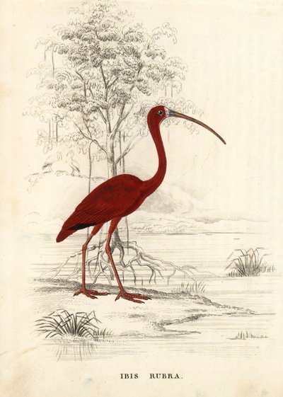 Punarintainen ibis, Eudocimus ruber (Ibis rubra). Käsinväritetty teräskaiverrus Georg Friedrich Treitschken luonnonhistoriallisesta galleriasta, Naturhistorischer Bildersaal des Thierreiches, Liepzig. tekijältä Unbekannter Künstler