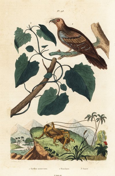Schizodactylus monstrosus kriketti 1, öljylintu, Steatornis caripensis 2 ja Mikania guaco vine 3 tekijältä Unbekannt