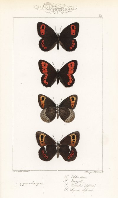 Scotch argus, Erebia aethiops, iso rengaslintu, Erebia euryale, syysrengaslintu, Erebia neoridas (vatsanpuoleinen), ja Arran brown, Erebia ligea (vatsanpuoleinen). Pauquet