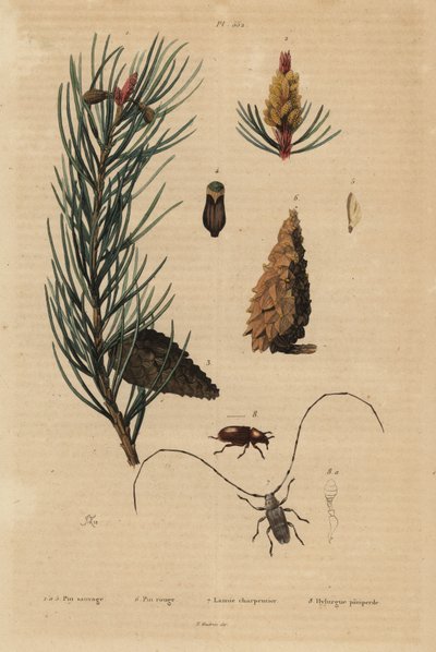mänty, Pinus sylvestris 1-5, ja punainen tai harmaamänty, Pinus resinosa 6, kutojakuoriainen, Lamia textor 7 ja mäntykuoriainen, Tomicus piniperda 8 tekijältä Unbekannt