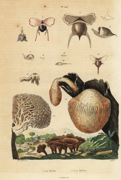 Merietanat, Diacavolinia limbata ja Diacria trispinosa 1-10 sekä hydnum sienet, siilisieni, Hydnum repandum 14, korallihammassieni, Hericium coralloides 12 jne. tekijältä Unbekannt