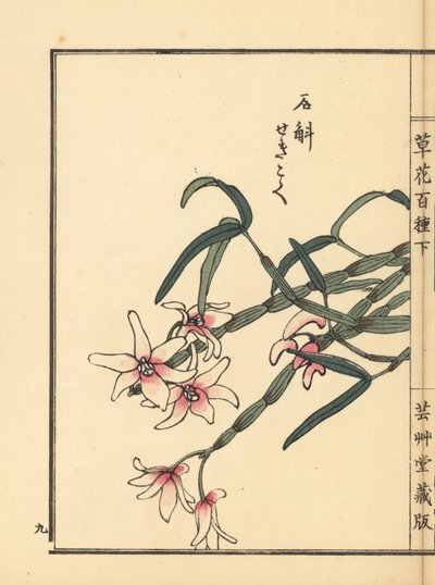 Sekkoku, Mohlin dendrobium tai japanilainen kiviorkidea, Dendrobium moniliforme. Kono Bairein käsin värjätty puupiirros teoksesta Kusa Bana Hyakushu (Sata kukkalajiketta), Tokio, Yamada. tekijältä Unbekannter Künstler