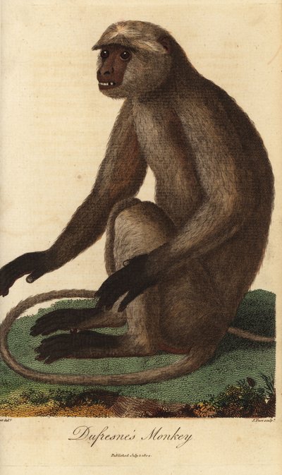 Semnopitheque entelle - Harmaa languuri tai Hanuman-languuri, Semnopithecus entellus (Dufresnen apina, Simia entellus) - J. Passin käsin värjätty kuparipiirros Jean Baptiste Audebertin kuvituksen mukaan Ebenezer Siblyn Universal System of Natu tekijältä Unbekannter Künstler