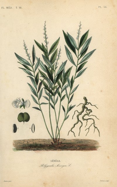 Seneca-käärmejuuri tai kalkkarokäärmejuuri, Polygala senega, Senega tekijältä Unbekannt