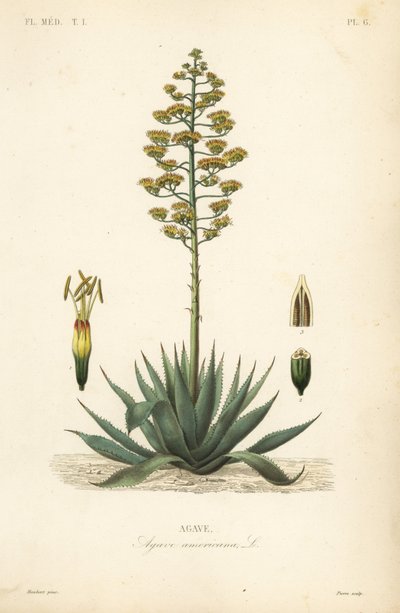 Sentry kasvi, vuosisadan kasvi, maguey tai amerikkalainen aloe, Agave americana, Agave tekijältä Unbekannt