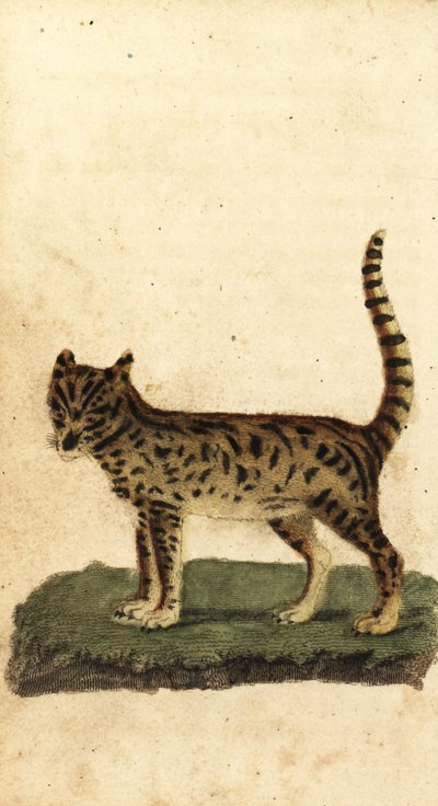 Serval, Leptailurus serval.,1800 (kaiverrus) tekijältä Unbekannter Künstler