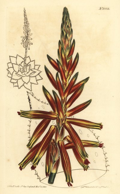 Lyhytlehtinen aloe, Aloe brevifolia var tekijältä Unbekannt