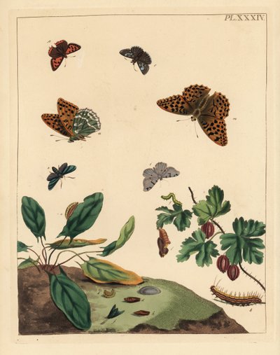 Hopeapyyhkäisyperhonen, Argynnis paphia, metsäperhonen, Adscita statices, L. tai karviaisperhonen, Halia vauaria, pieni kupariperhonen, Lycaena phlaeas, räikeä kippuraperhonen, Erynnis tages, ja karviaisperhonen, Ribes grossularia. Käsin värjätyt litografi tekijältä Unbekannter Künstler