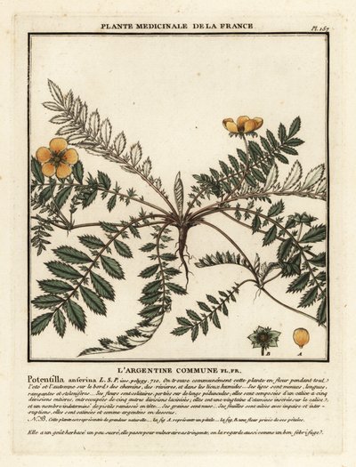 Silverweed, Potentilla anserina. tekijältä Unbekannter Künstler