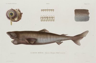 Unihai, Islanti, 1800-luvun alku tekijältä Unbekannter Künstler