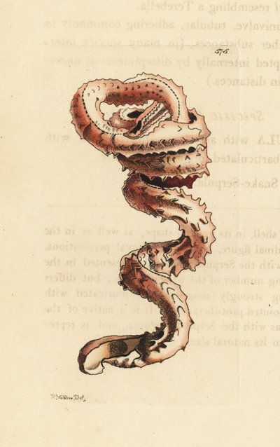 Viiltomadon kuori, Tenagodus anguinus (Muricated serpula, Serpula muricata). Richard Polydore Nodderin piirtämä ja kaiverrettu kuva. Käsinväritetty kuparikaiverrus George Shaw