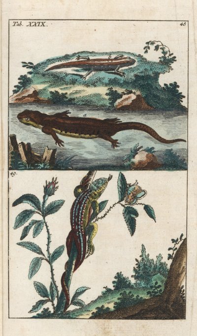 Smooth or Common Triton and Sand Lizard - Strong Water, Gottlieb Tobias Wilhelm (1758-1811), Encyclopedie of Natural History: Amphibians tekijältä Unbekannter Künstler