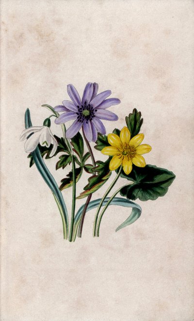Lumilävistys, sininen anemone ja pieni celandine. Louisa Anne Twamleyn (1812-1895) litografia teoksessa Our Wild Flower, Charles Tilt, Lontoo, Englanti. tekijältä Unbekannter Künstler