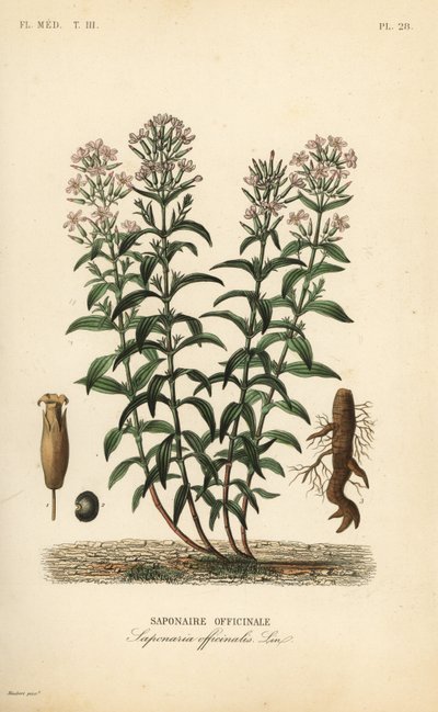 Saippuajuuri tai saippualehkä, Saponaria officinalis, Saponaire officinale tekijältä Unbekannt