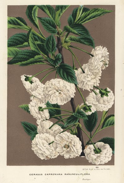 Hapankirsikkapuu, Prunus cerasus (caproniana ranunculiflora). Käsin väritetty litografia Louis van Houtten ja Charles Lemairen teoksesta Flowers of the Gardens and Hothouses of Europe, Flore des Serres et des Jardins de l