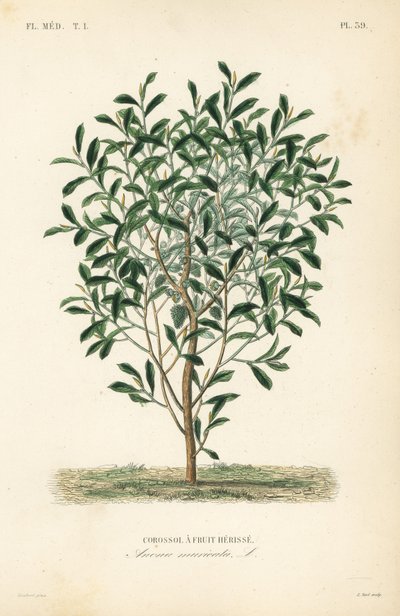 Soursop, graviola tai guyabano puu, Annona muricata, Corossol ja hedelmä herisse tekijältä Unbekannt