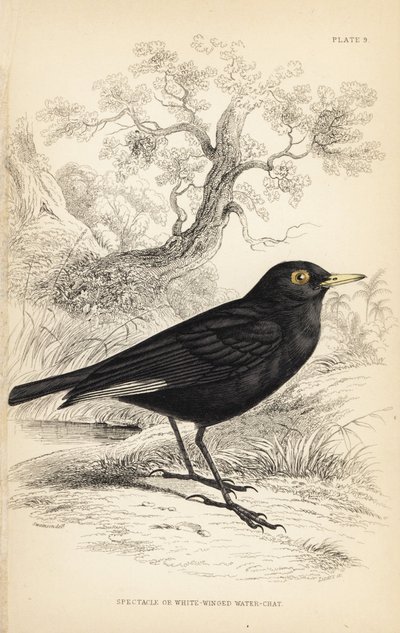 Spectacled tyrant, Hymenops perspicillatus (Spectacle or white-winged water-chat, Perspicilla leucoptera). William Lizarsin käsin väritetty teräskaiverrus William Swainsonin kuvituksen mukaan Sir William Jardinen Naturalist