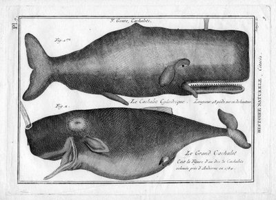 Spermavalaat Pierre Joseph Bonnaterren (1762-1804) teoksessa "Painting Encyclopedique et Methodique des trois Regnes de la Nature". Pariisi 1784. tekijältä Unbekannter Künstler