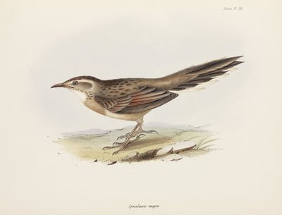 Spinetail, Etelä-Amerikka, n. 1832-1836 tekijältä Unbekannter Künstler