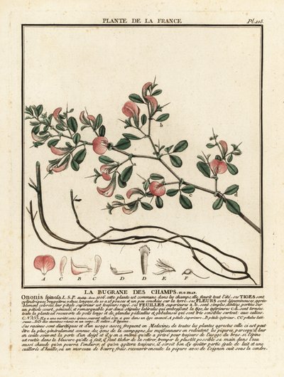 Spiny restharrow, La bugrane des champs, Ononis spinosa. tekijältä Unbekannter Künstler