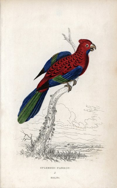 Loistopapukaija (Psittacus gloriosus). Platycerus elegans. Joseph Kiddin litografia, joka perustuu John Audubonin piirrokseen, Miscellany of Natural History -teoksessa: Papukaijat, Sir Thomas DiK Lauder ja kapteeni Thomas Brown, julkaistu Edinburghissa, Sk tekijältä Unbekannter Künstler