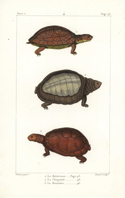 Täpläjalkainen kilpikonna, Rhinoclemmys punctularia 1, Intian läppäkilpikonna, Lyssemys punctata 2, ja Pohjois-Afrikan kypäräkilpikonna, Pelomedusa subrufa olivacea. Davidin käsin tekemä kuparikaiverrus Jean-Gabriel Pretren Bernissä tekemän kuvituksen muka tekijältä Unbekannter Künstler
