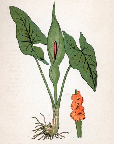 Täplikäs Gulet (Arum maculatum tai Chandelle, Veal