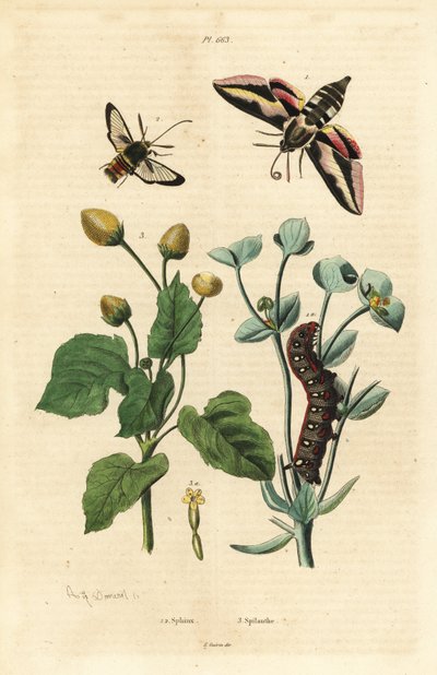 Spurge-haukkakoi, Hyles euphorbiae ja toukka 1, hornet koi, Sesia apiformis 2 ja hammassärkykasvi, Spilanthes-lajit tekijältä Unbekannt
