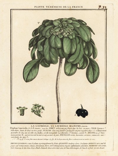 Spurge Laurel, Daphne Laureola. tekijältä Unbekannter Künstler