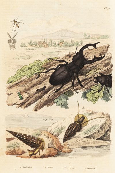 Polttarikuoriainen, Lucanus hirvi 1, Cerithium sulcatum ja Rhinoclavis karkeat nilviäiset 3,4, Cerocoma elateroides 5 ja Keroplatus tipuloides ampiainen 6 tekijältä Unbekannt