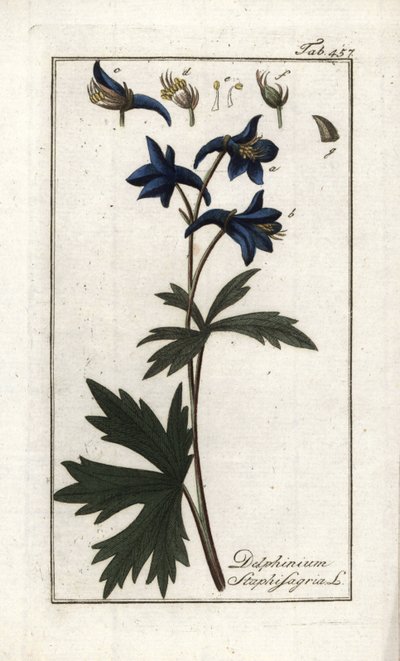 Staphisegar tai yrtti, jossa on täitä, kihtiruohoa tai villiviinirypäle (Delphinium staphisagria). Litografia Johannes Zornin (1739-1799) Alankomaiden teoksesta "Afbeelding der Artseny-Gewassen". tekijältä Unbekannter Künstler