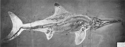 Stenopterygius megacephalus (Oxford Ichthyosaur) löysi nro. Stuttgart, Saksa, Upper Lias Period tekijältä Unbekannt