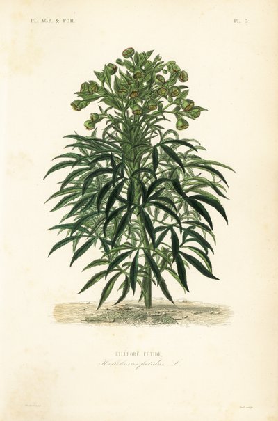 Haiseva hellebore, Helleborus foetidus, Hellebore fetide tekijältä Unbekannt