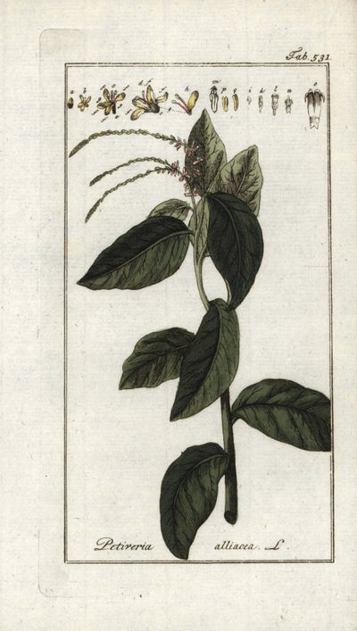 Haiseva verbena tai valkosipuliverbena (Petiveria alliacea). Litografia Johannes Zornin (1739-1799) teoksesta "Afbeelding der Artseny-Gewassen", Alankomaat. tekijältä Unbekannter Künstler